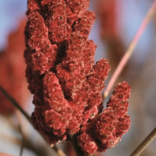 Terre Exotique Épices & Condiments<Sumac en poudre,