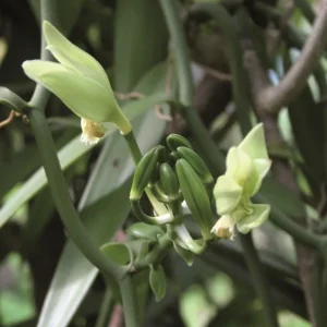 Terre Exotique Les Ingrédients Du Pâtissier<Vanille en poudre,