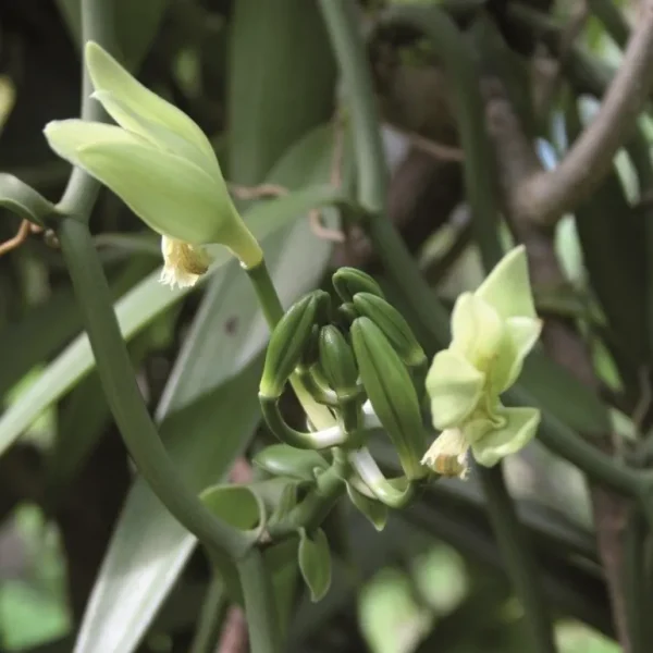 Terre Exotique Les Ingrédients Du Pâtissier<Vanille en poudre,